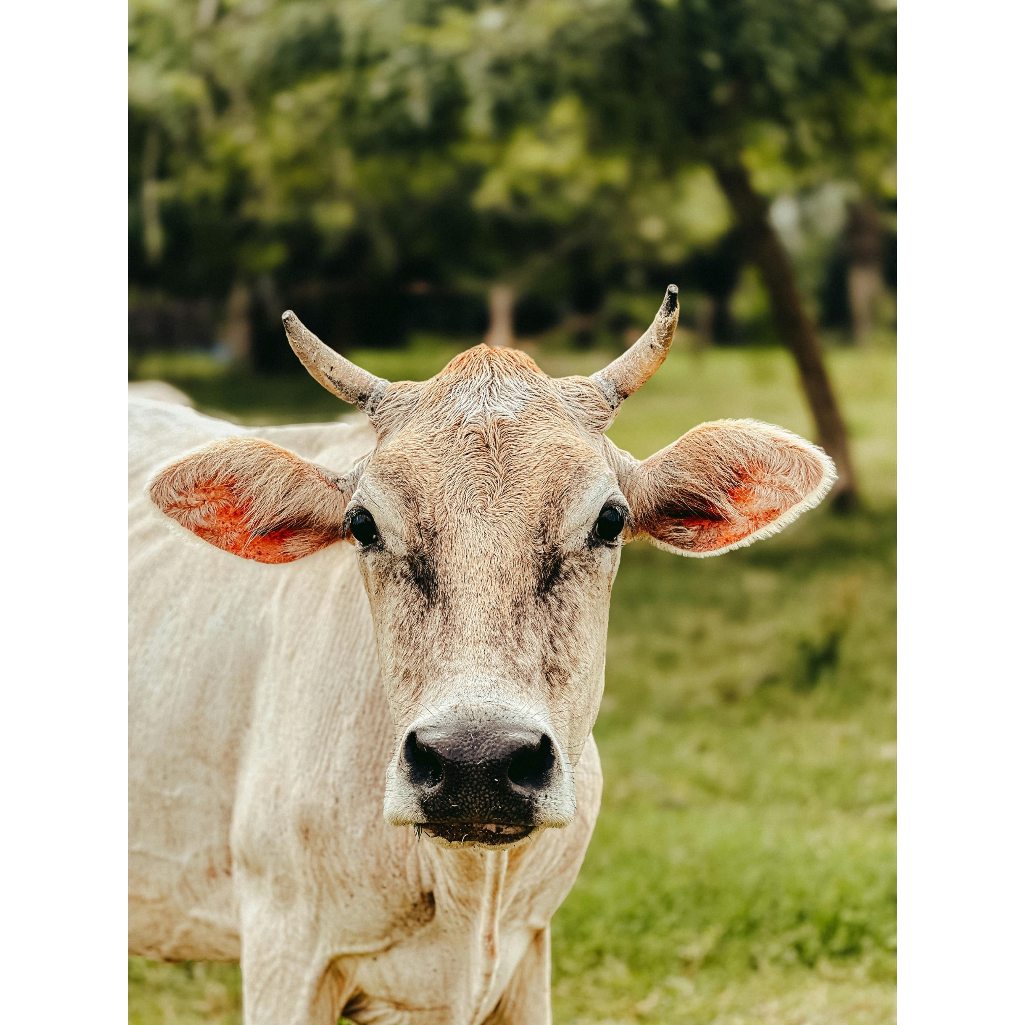 Gau Seva